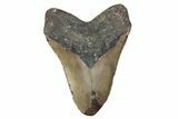 Huge, Fossil Megalodon Tooth - North Carolina #381346-2